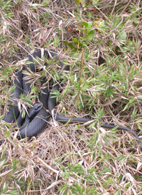 Black Racer